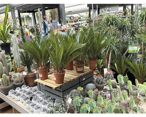 Auswahl an Zimmerpflanzen, darunter Palmfarne und Kakteen, in einem Gartencenter.