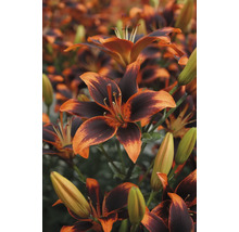 Nahaufnahme von Tigerlilienblüten im Garten