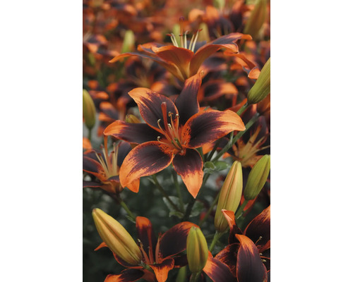 Nahaufnahme von Tigerlilienblüten im Garten