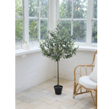 Dekorative Olivenbaum-Zimmerpflanze in einem Raum mit großem Fenster und Rattan-Stuhl.