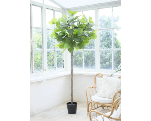 Zimmerpflanze im Topf vor einem Fenster.