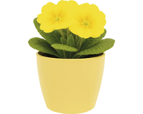 Gelbe Schlüsselblume in einem Topf