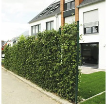 Blick auf eine grüne Laubhecke als Sichtschutz im Garten