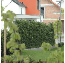 Garten mit Rasenfläche und geschnittener Hecke vor Wohnhäusern