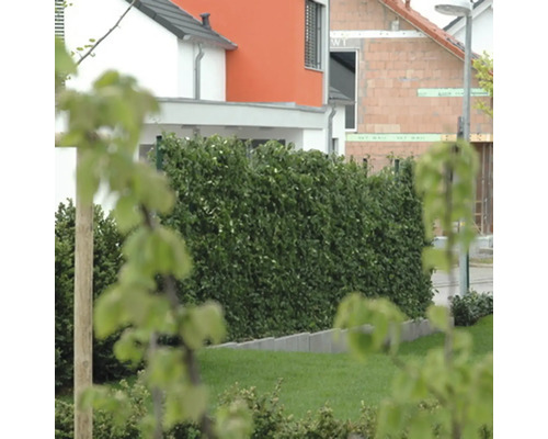 Garten mit Rasenfläche und geschnittener Hecke vor Wohnhäusern