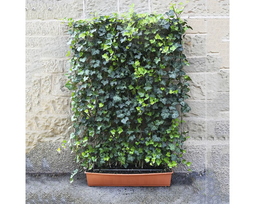 Efeu-Wandbegrünung mit Pflanzkasten vor Steinmauer