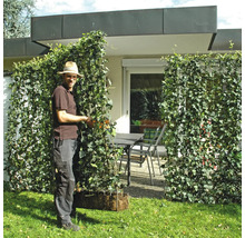 Mann befestigt Efeu-Pflanzkästen als Sichtschutz im Garten.