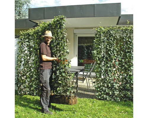 Mann befestigt Efeu-Pflanzkästen als Sichtschutz im Garten.