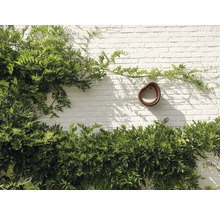 Wandbrunnen mit Kletterpflanzen vor einer weißen Ziegelwand