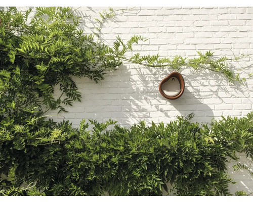 Wandbrunnen mit Kletterpflanzen vor einer weißen Ziegelwand