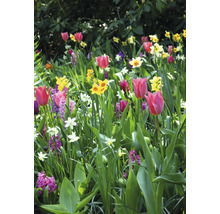 Blumenbeet mit Tulpen, Narzissen und Hyazinthen im Garten
