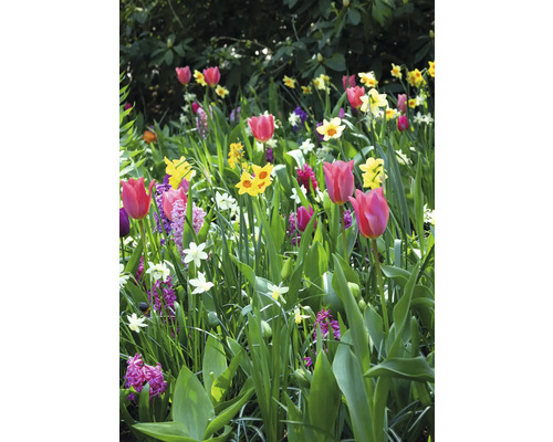 Blumenbeet mit Tulpen, Narzissen und Hyazinthen im Garten