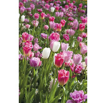 Feld mit verschiedenen Tulpensorten