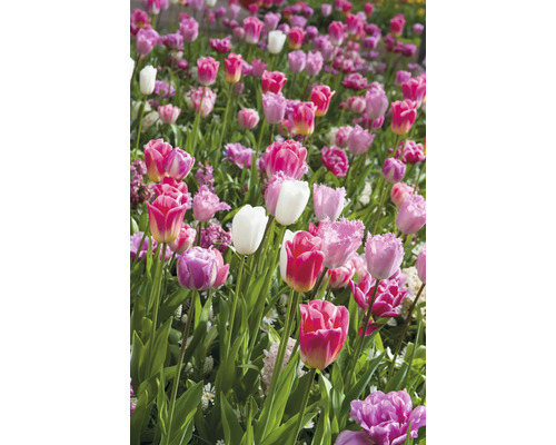 Feld mit verschiedenen Tulpensorten