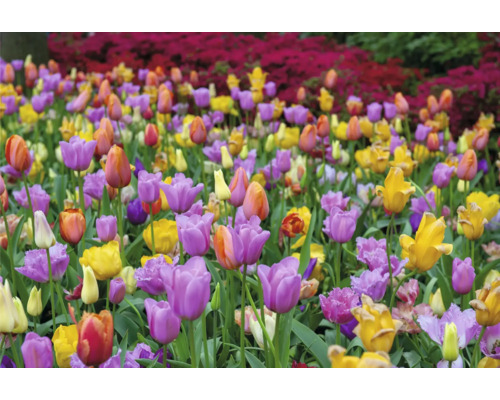 Feld mit verschiedenfarbigen Tulpenblüten.