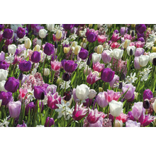 Feld mit Tulpen und Narzissen