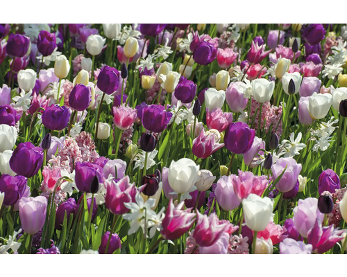 Feld mit Tulpen und Narzissen
