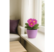 Primel im Topf auf einer Fensterbank in einem hellen Raum