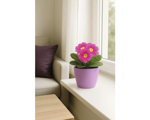 Primel im Topf auf einer Fensterbank in einem hellen Raum