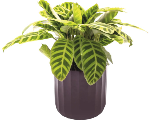 Gebetspflanze im Topf