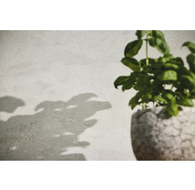 Basilikumpflanze in einem Topf mit Pflanzenschatten an der Wand