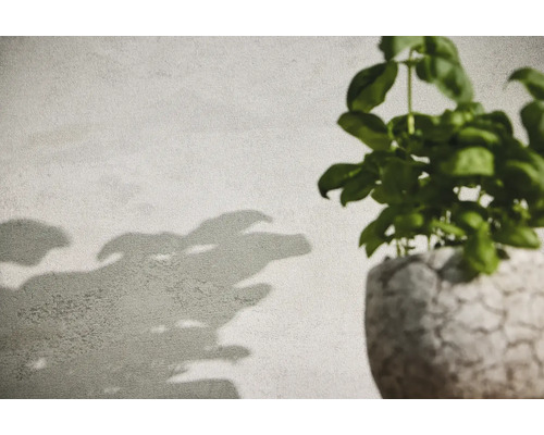 Basilikumpflanze in einem Topf mit Pflanzenschatten an der Wand