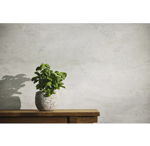 Basilikumpflanze in Topf auf einem Holztisch