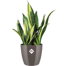 Sansevieria Pflanze im Topf mit Elho Logo