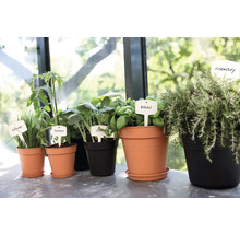 Arrangement von Kräutern und Gemüsepflanzen in Töpfen mit Pflanzenschildern