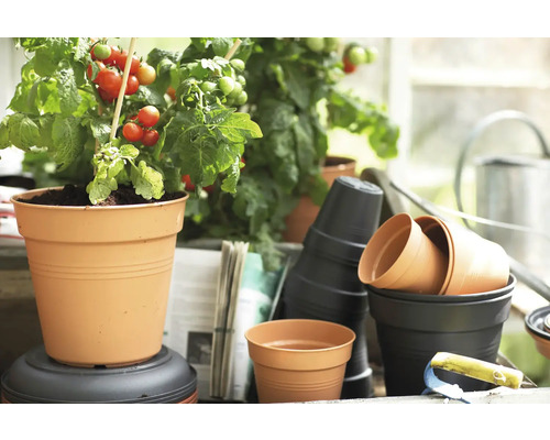 Tomatenpflanze im Topf mit weiteren Pflanzgefäßen und Gartenzubehör