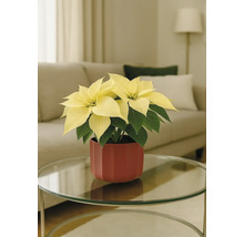 Weihnachtsstern mit gelben Hochblättern in einem roten Topf auf einem Tisch