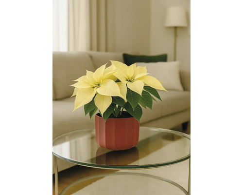 Weihnachtsstern mit gelben Hochblättern in einem roten Topf auf einem Tisch