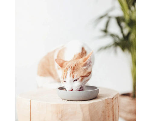 Eine Katze frisst aus einer Futterschüssel auf einem Holzstumpf.