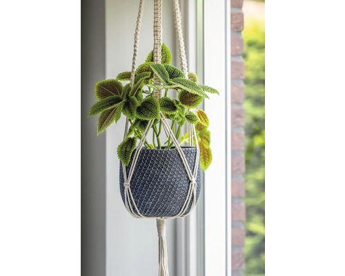 Hängepflanze in geflochtenem Übertopf