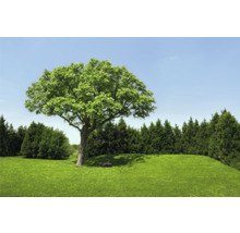 Gartenlandschaft mit Rasenfläche, Baum und Rasenmähroboter