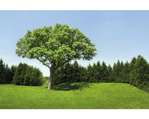 Gartenlandschaft mit Rasenfläche, Baum und Rasenmähroboter