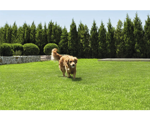 Gepflegter Rasen mit einem Hund, der einen Ball trägt, umgeben von einer Steinmauer, geschnittenen Büschen und hoch aufragenden Bäumen.