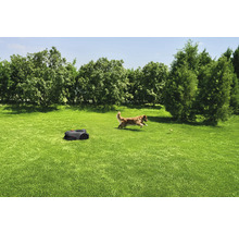 Rasenfläche mit Rasenmähroboter und spielendem Hund