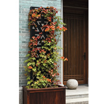 Wand mit Kletterpflanzen, Rankgitter und Pflanzkasten