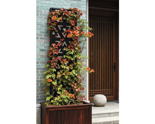 Wand mit Kletterpflanzen, Rankgitter und Pflanzkasten