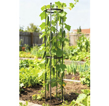 Gurkenpflanze, die an einer Rankhilfe im Garten wächst