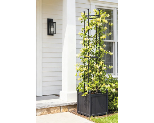 Kletterhilfe mit Pflanzkasten und Kletterpflanze vor einem Haus.
