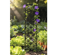 Gartenszene mit Rankgitter, bepflanzt mit blühenden Kletterpflanzen, umgeben von Salat und Karotten