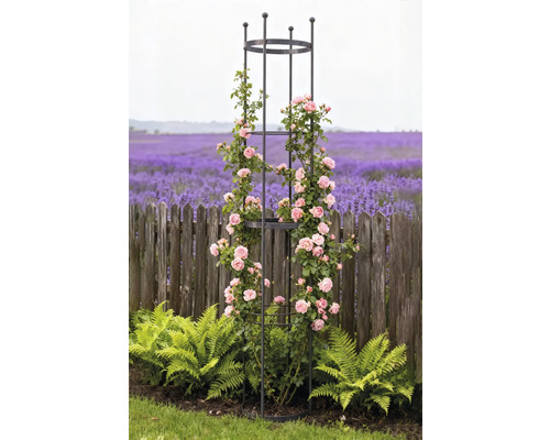 Metall-Rankhilfe mit Rosen im Garten