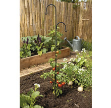 Tomatenpflanze mit Rankhilfe im Gartenbeet