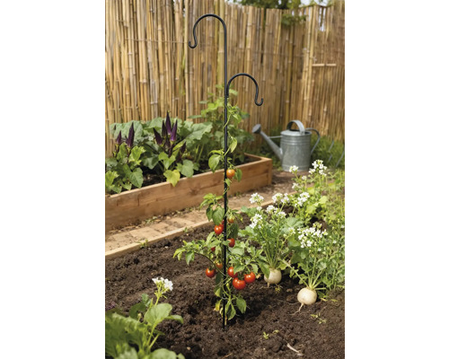 Tomatenpflanze mit Rankhilfe im Gartenbeet