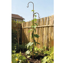 Gurkenpflanze wächst an Pflanzenstütze im Garten