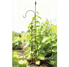 Gurkenpflanze, die an einer Rankhilfe im Garten wächst