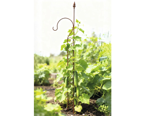 Gurkenpflanze, die an einer Rankhilfe im Garten wächst
