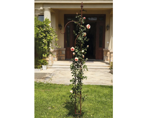 Metall-Pflanzstütze mit Rosen im Garten